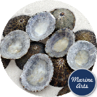 Blue Limpets - 50 Pack